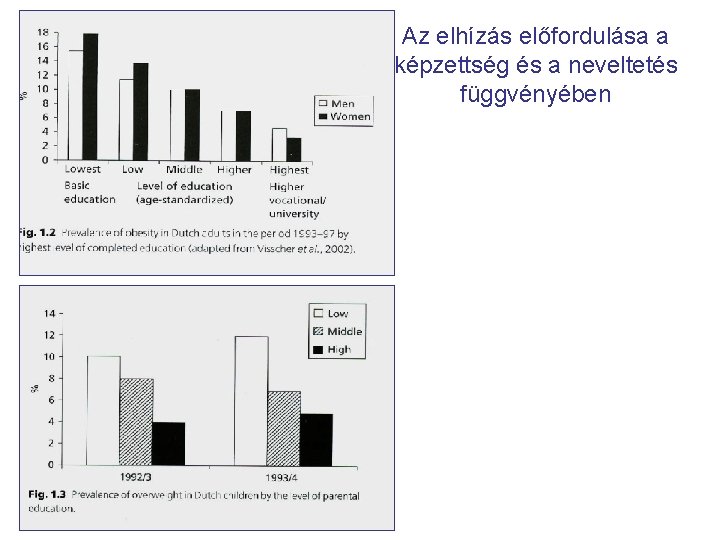 Az elhízás előfordulása a képzettség és a neveltetés függvényében 