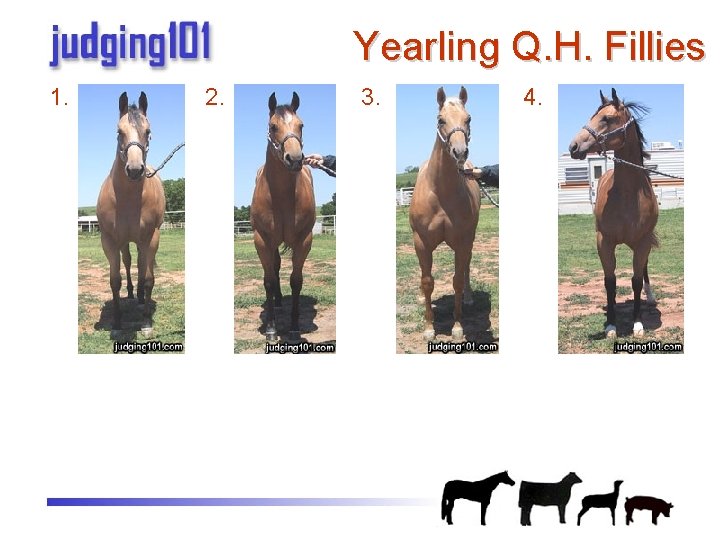 Yearling Q. H. Fillies 1. 2. 3. 4. 