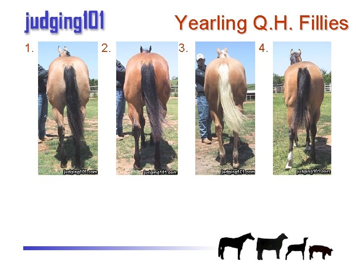 Yearling Q. H. Fillies 1. 2. 3. 4. 