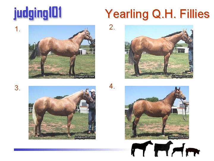 Yearling Q. H. Fillies 1. 2. 3. 4. 