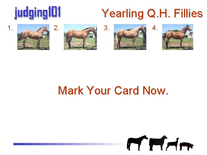 Yearling Q. H. Fillies 1. 2. 3. 4. Mark Your Card Now. 