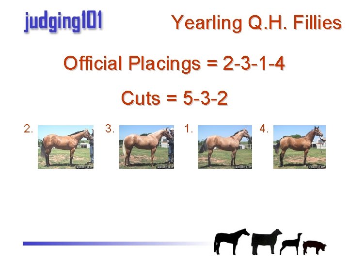 Yearling Q. H. Fillies Official Placings = 2 -3 -1 -4 Cuts = 5