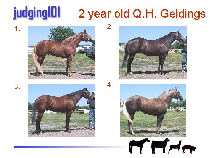 2 year old Q. H. Geldings 1. 2. 3. 4. 