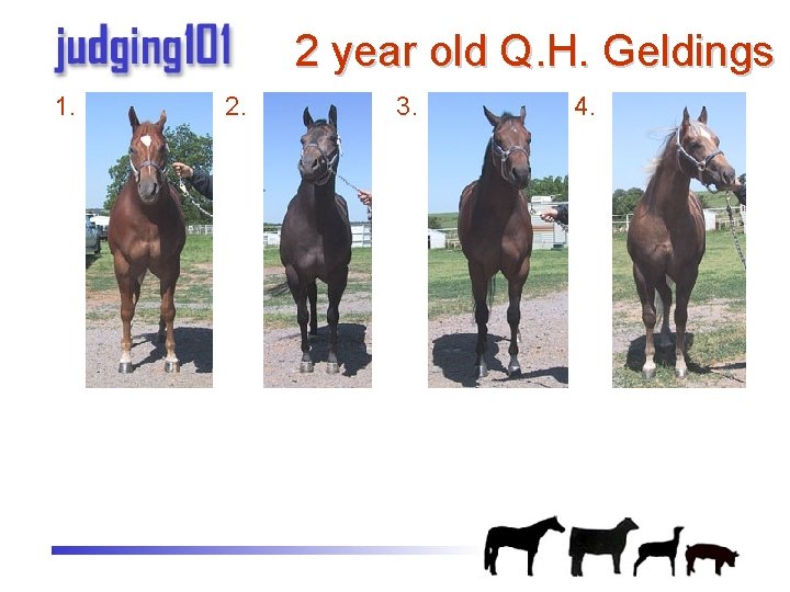 2 year old Q. H. Geldings 1. 2. 3. 4. 