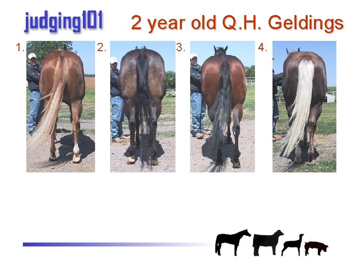 2 year old Q. H. Geldings 1. 2. 3. 4. 