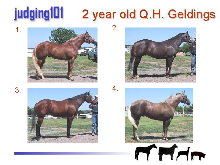 2 year old Q. H. Geldings 1. 2. 3. 4. 
