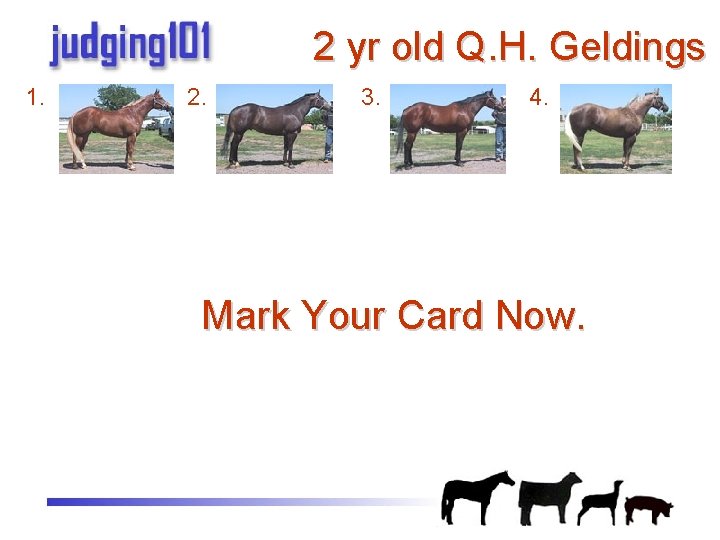 2 yr old Q. H. Geldings 1. 2. 3. 4. Mark Your Card Now.