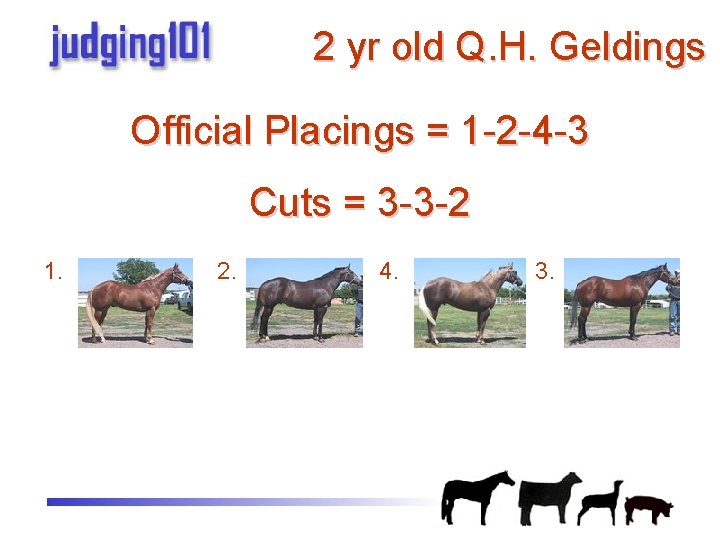 2 yr old Q. H. Geldings Official Placings = 1 -2 -4 -3 Cuts