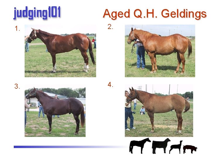 Aged Q. H. Geldings 1. 2. 3. 4. 