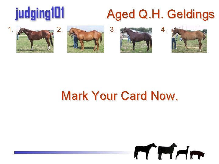 Aged Q. H. Geldings 1. 2. 3. 4. Mark Your Card Now. 
