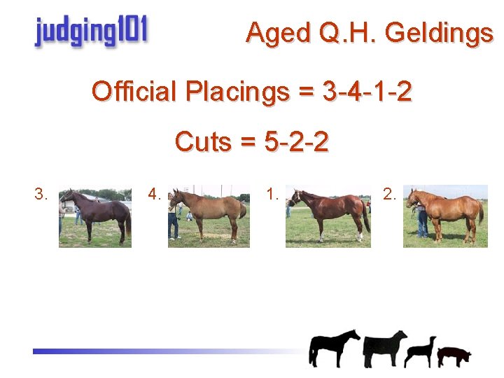 Aged Q. H. Geldings Official Placings = 3 -4 -1 -2 Cuts = 5