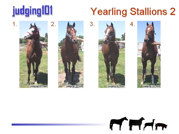 Practice Judging Halter Halter Classes printable reasons on