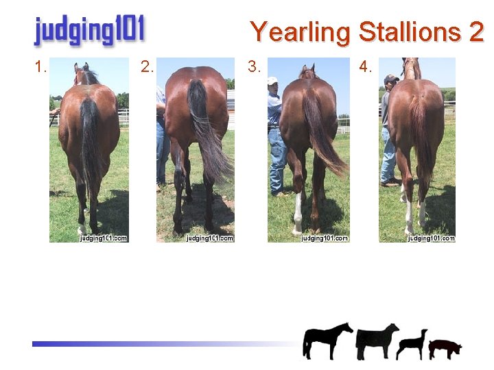 Yearling Stallions 2 1. 2. 3. 4. 