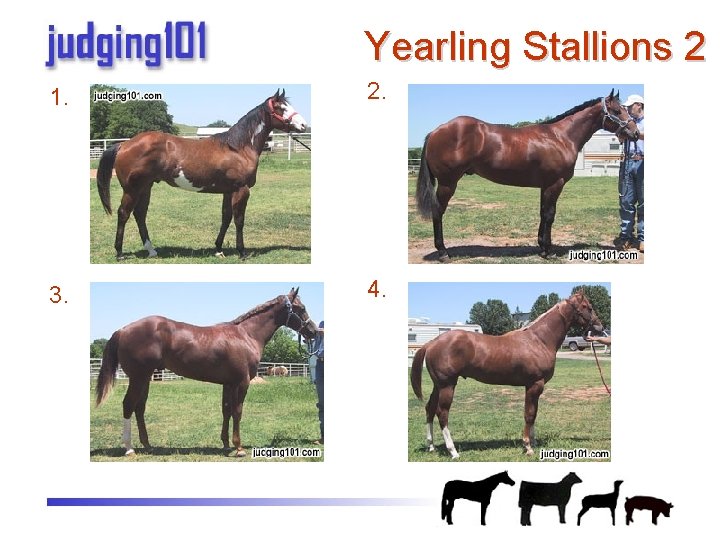 Yearling Stallions 2 1. 2. 3. 4. 