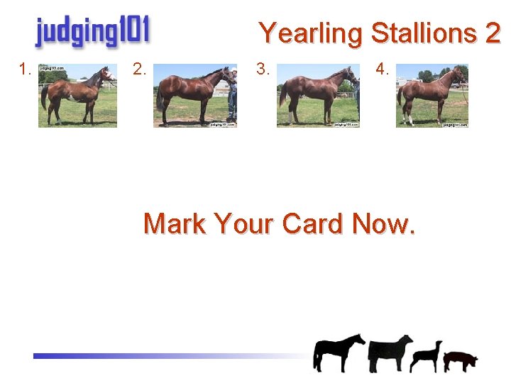 Yearling Stallions 2 1. 2. 3. 4. Mark Your Card Now. 