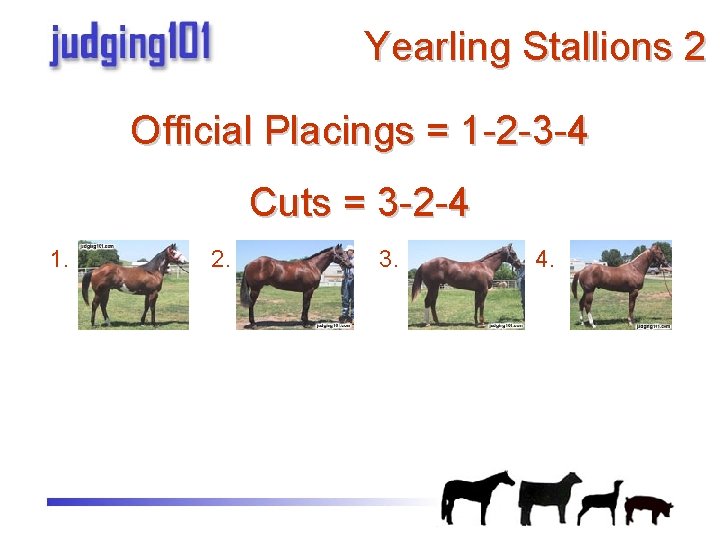 Yearling Stallions 2 Official Placings = 1 -2 -3 -4 Cuts = 3 -2