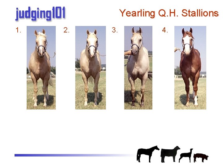 Practice Judging Halter Halter Classes printable reasons on