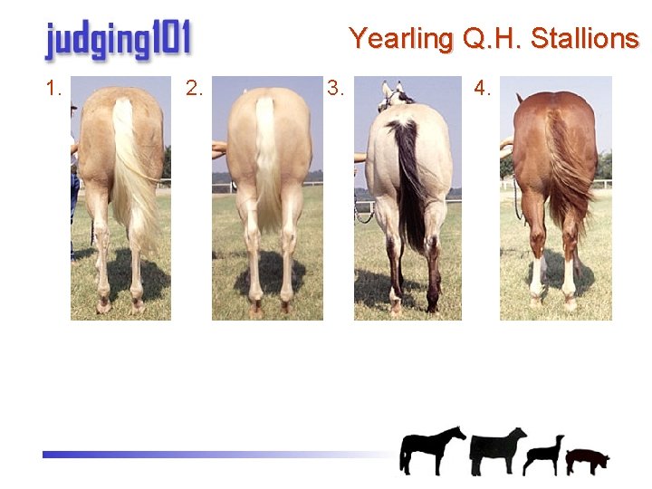 Practice Judging Halter Halter Classes printable reasons on