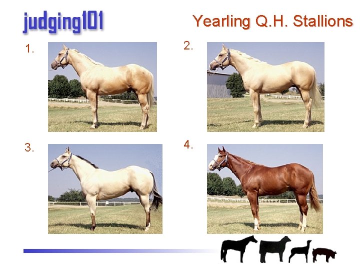 Practice Judging Halter Halter Classes printable reasons on
