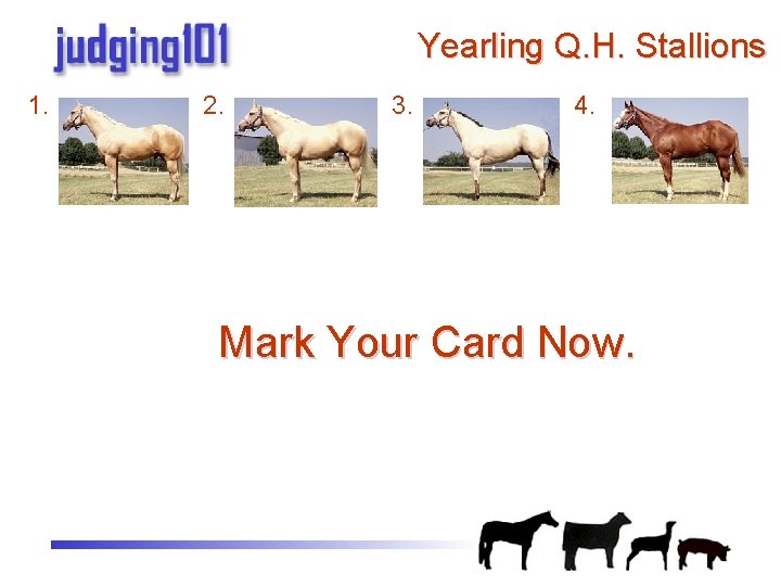 Practice Judging Halter Halter Classes printable reasons on