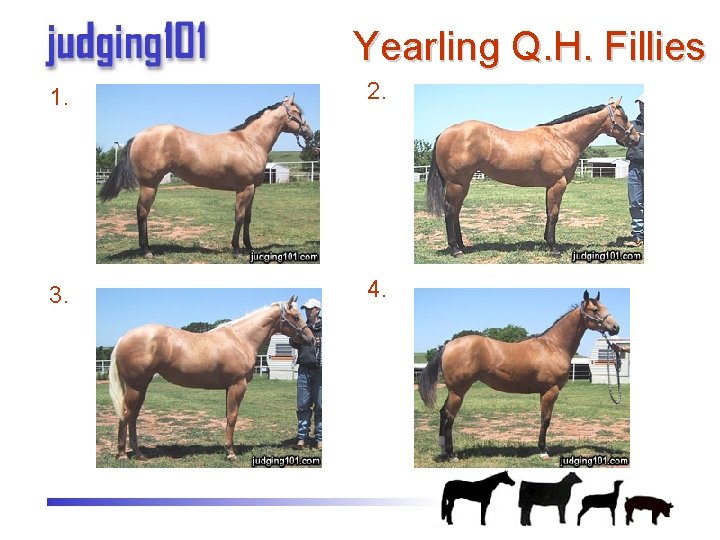 Yearling Q. H. Fillies 1. 2. 3. 4. 