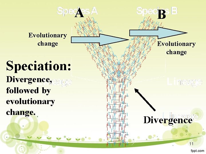 A Evolutionary change B Evolutionary change Speciation: Divergence, followed by evolutionary change. Divergence 11