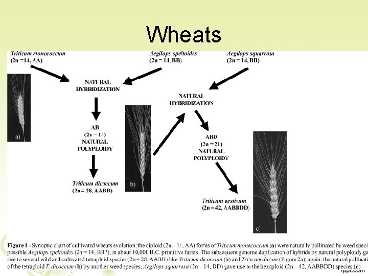 Wheats 19 