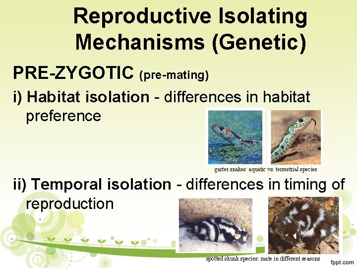 Reproductive Isolating Mechanisms (Genetic) PRE-ZYGOTIC (pre-mating) i) Habitat isolation - differences in habitat preference