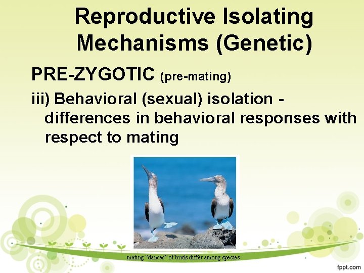 Reproductive Isolating Mechanisms (Genetic) PRE-ZYGOTIC (pre-mating) iii) Behavioral (sexual) isolation differences in behavioral responses