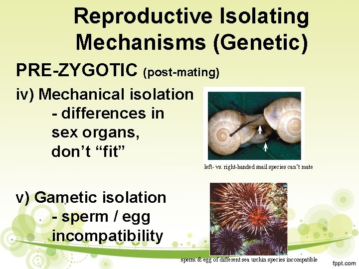 Reproductive Isolating Mechanisms (Genetic) PRE-ZYGOTIC (post-mating) iv) Mechanical isolation - differences in sex organs,