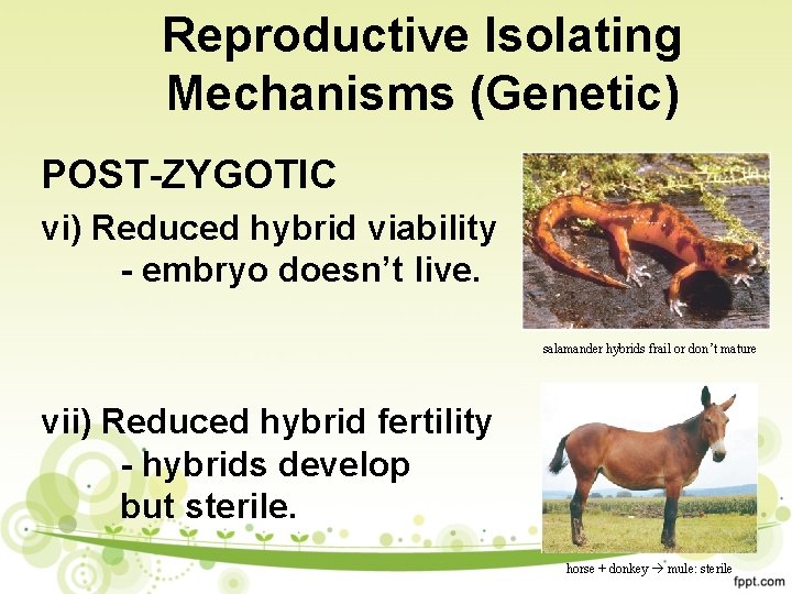 Reproductive Isolating Mechanisms (Genetic) POST-ZYGOTIC vi) Reduced hybrid viability - embryo doesn’t live. salamander