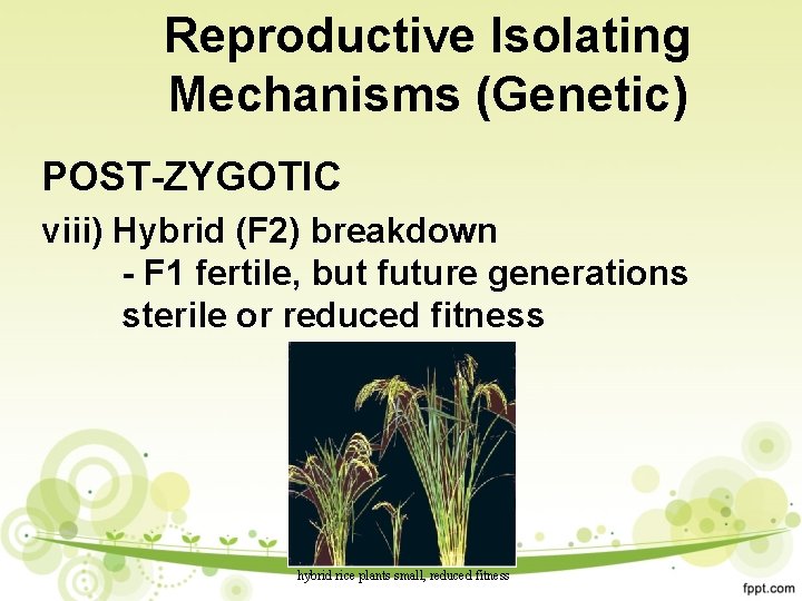 Reproductive Isolating Mechanisms (Genetic) POST-ZYGOTIC viii) Hybrid (F 2) breakdown - F 1 fertile,