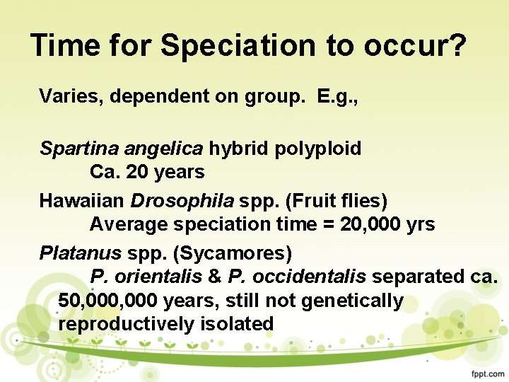 Time for Speciation to occur? Varies, dependent on group. E. g. , Spartina angelica