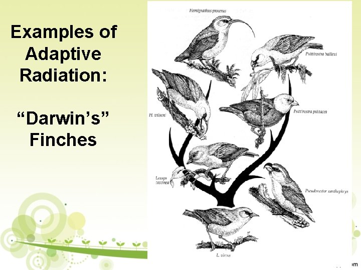 Examples of Adaptive Radiation: “Darwin’s” Finches 