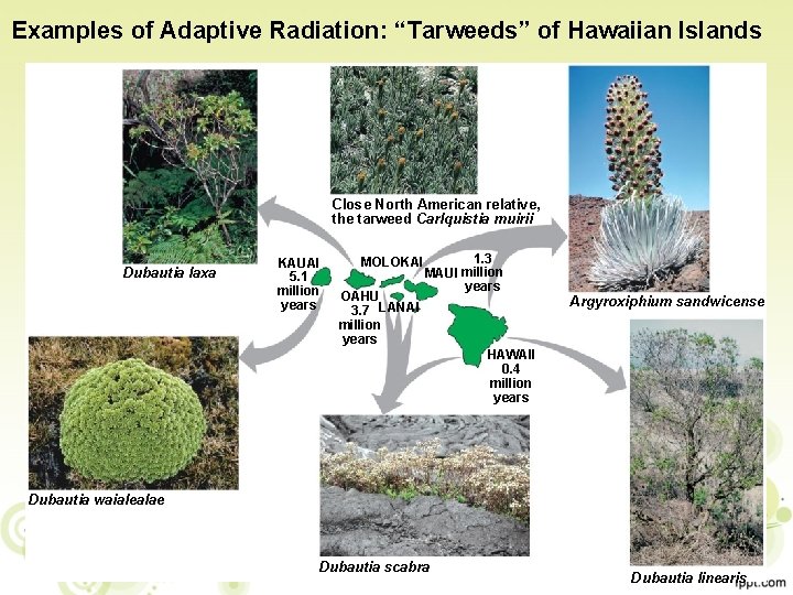 Examples of Adaptive Radiation: “Tarweeds” of Hawaiian Islands Close North American relative, the tarweed