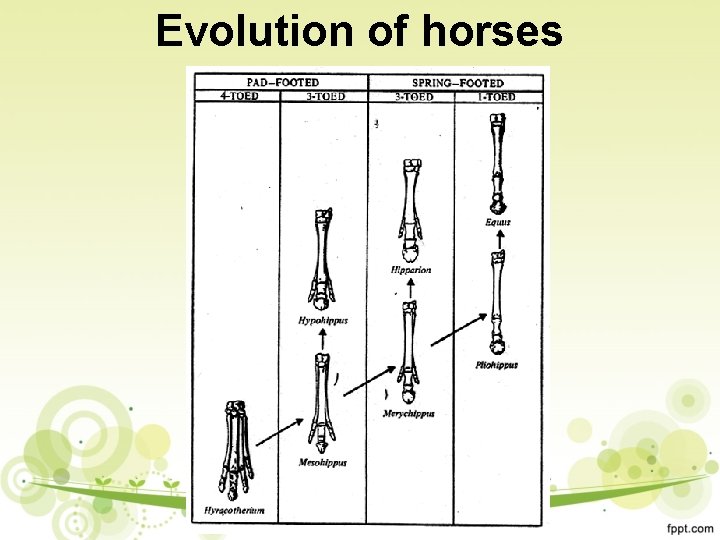 Evolution of horses 