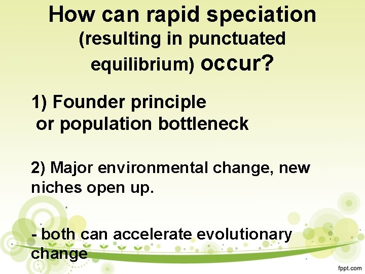 How can rapid speciation (resulting in punctuated equilibrium) occur? 1) Founder principle or population
