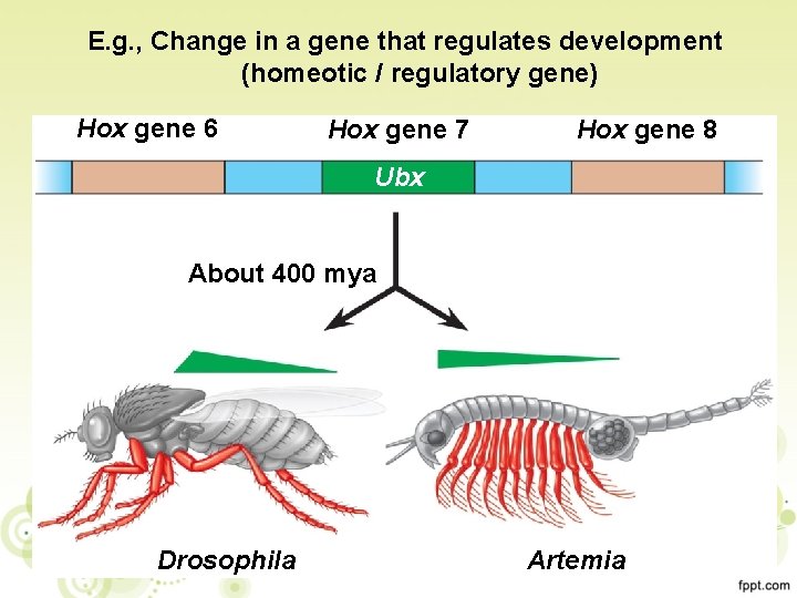 E. g. , Change in a gene that regulates development (homeotic / regulatory gene)