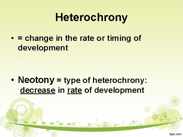 Heterochrony • = change in the rate or timing of development • Neotony =