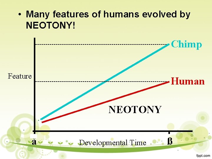 • Many features of humans evolved by NEOTONY! Chimp Feature Human NEOTONY å