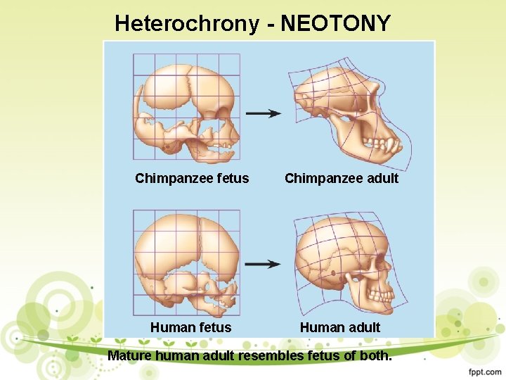 Heterochrony - NEOTONY Chimpanzee fetus Chimpanzee adult Human fetus Human adult Mature human adult