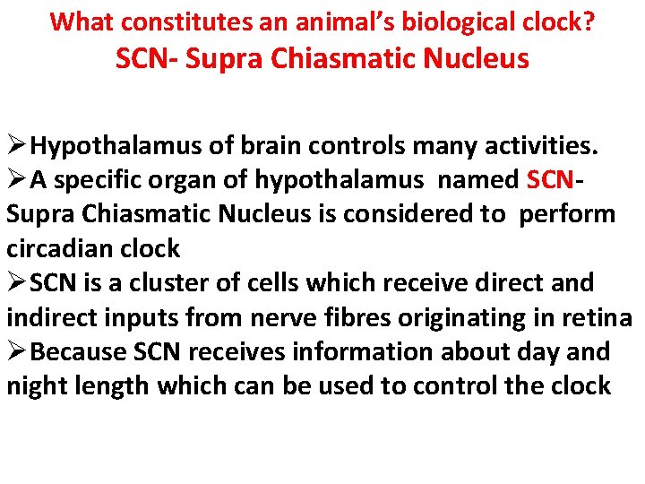 What constitutes an animal’s biological clock? SCN- Supra Chiasmatic Nucleus ØHypothalamus of brain controls