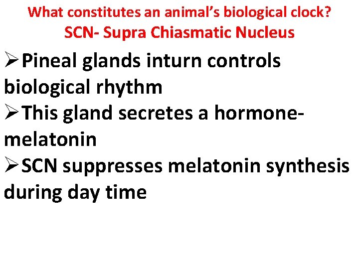 What constitutes an animal’s biological clock? SCN- Supra Chiasmatic Nucleus ØPineal glands inturn controls