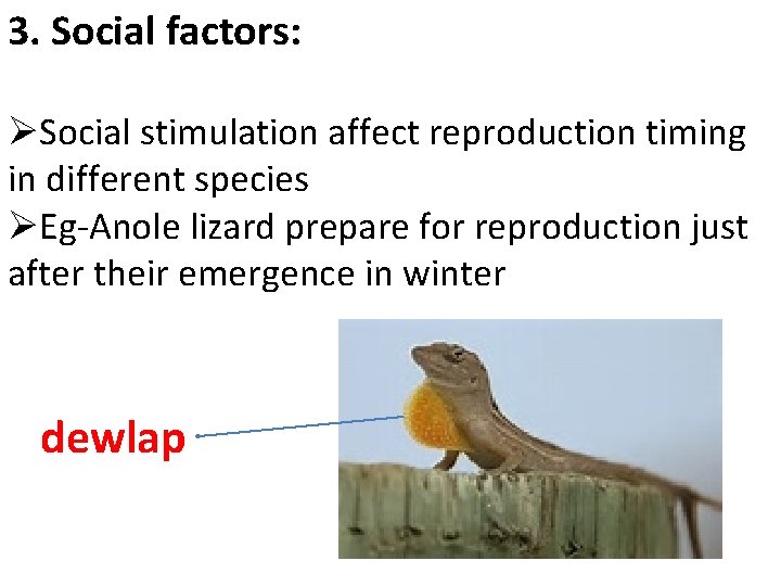 3. Social factors: ØSocial stimulation affect reproduction timing in different species ØEg-Anole lizard prepare