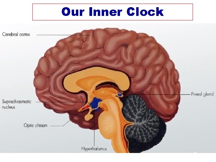 BIOLOGICAL RHYTHMS ITS A MATTER OF TIME Examples