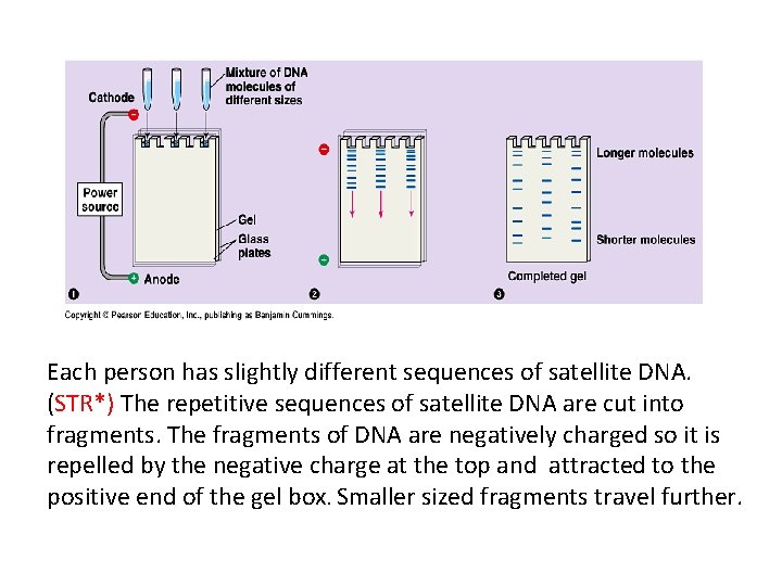 Each person has slightly different sequences of satellite DNA. (STR*) The repetitive sequences of