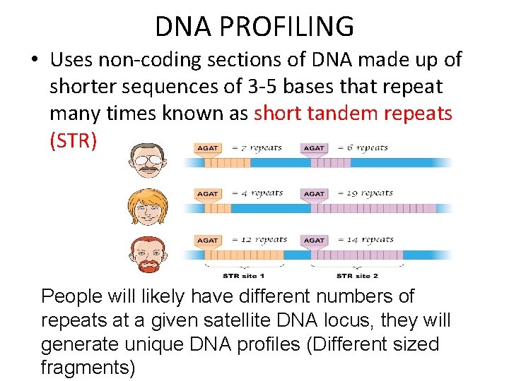 DNA PROFILING • Uses non-coding sections of DNA made up of shorter sequences of