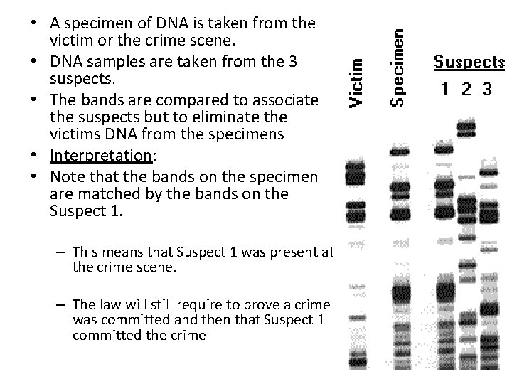  • A specimen of DNA is taken from the victim or the crime