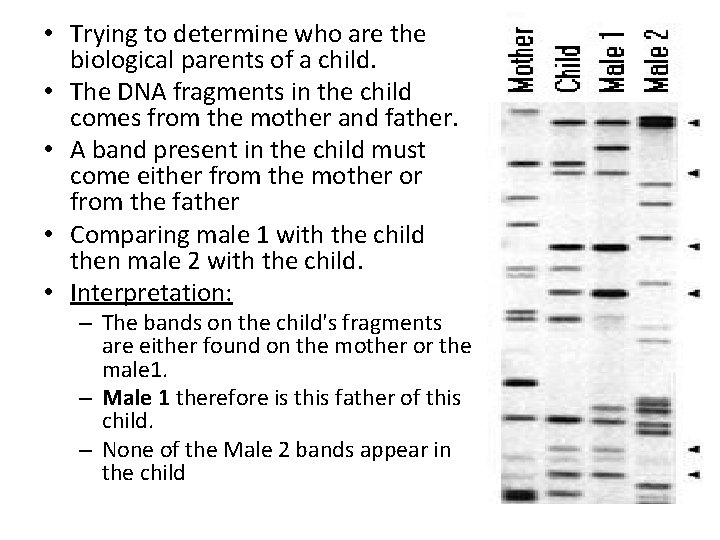  • Trying to determine who are the biological parents of a child. •