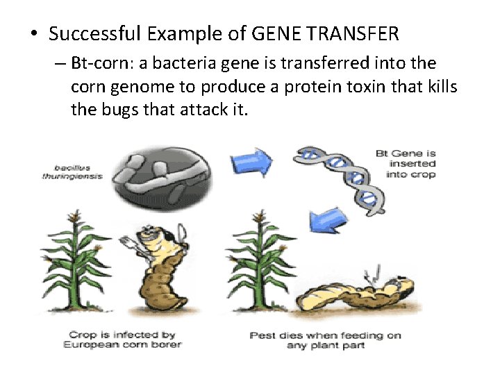  • Successful Example of GENE TRANSFER – Bt-corn: a bacteria gene is transferred